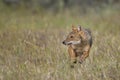 Golden Jackal - Canis aureus Royalty Free Stock Photo