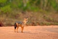 Golden Jackal, Canis aureus, on the gravel road. Jackal with evening sun and animal bone in geass, Sri Lanka, Asia. Beautiful wild