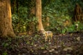 Golden jackal or Canis aureus head on closeup or portrait in natural scenic green background in winter season at dhikala zone of