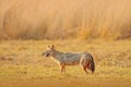 Golden Jackal, Canis aureus. Jackal with evening sun and animal bone in geass, Sri Lanka, Asia. Beautiful wildlife scene from natu