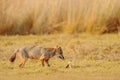 Golden Jackal, Canis aureus. Jackal with evening sun and animal bone, Sri Lanka, Asia. Beautiful wildlife scene from nature habita