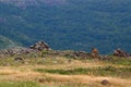 Golden jackal, Canis aureus, mountain rock habitat, Madzharovo, Rhodopes, Bulgaria. Wildlife Balkan. Wild dog behaviour scene, nat Royalty Free Stock Photo