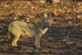 Golden Jackal, Canis aureus, Panna Tiger Reserve, Madhya Pradesh, India Royalty Free Stock Photo