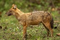 golden jackal or Canis aureus side profile in natural scenic green background in winter season morning safari at bandhavgarh Royalty Free Stock Photo