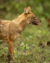 golden jackal or Canis aureus side profile in natural scenic green background in winter season morning safari at bandhavgarh Royalty Free Stock Photo