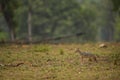 golden jackal or Canis aureus side profile in open field and in natural green habitat at kanha national park forest madhya pradesh Royalty Free Stock Photo