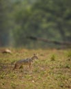 golden jackal or Canis aureus side profile in open field and in natural green habitat at kanha national park forest madhya pradesh Royalty Free Stock Photo