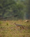 golden jackal or Canis aureus side profile in open field and in natural green habitat at kanha national park forest madhya pradesh Royalty Free Stock Photo