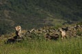 A Golden Jackal Canis aureus in sunset. Interesting interaction between jackal and griffon vulture