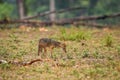 Golden jackal or Canis aureus in wild and natural scenic colorful background in winter season at kanha national park madhya Royalty Free Stock Photo