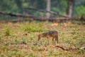 Golden jackal or Canis aureus in wild and natural scenic colorful background in winter season safari at kanha national park or Royalty Free Stock Photo