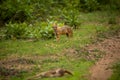 Golden jackal or Indian jackal or Canis aureus indicus with blurred spotted deer kill in foreground in pre monsoon green at Royalty Free Stock Photo