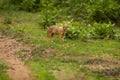 Golden jackal or Indian jackal or Canis aureus indicus in monsoon green season at bandhavgarh national park forest reserve madhya Royalty Free Stock Photo