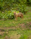 Golden jackal or Indian jackal or Canis aureus indicus in monsoon green season at bandhavgarh national park forest reserve madhya Royalty Free Stock Photo