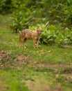 Golden jackal or Indian jackal or Canis aureus indicus in monsoon green season at bandhavgarh national park forest reserve madhya Royalty Free Stock Photo