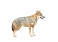 Golden jackal isolated Royalty Free Stock Photo