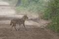 Golden jackal in Keoladeo Ghana National Park. Royalty Free Stock Photo