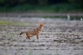 Golden jackal marking territory on river coast Royalty Free Stock Photo