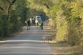 Golden jackal and people in the background. Royalty Free Stock Photo