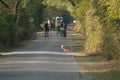 Golden jackal and people in the background. Royalty Free Stock Photo