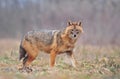 Golden jackal