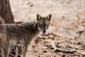 Golden jackal Royalty Free Stock Photo