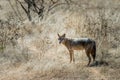 Golden jackal Royalty Free Stock Photo