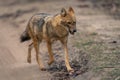 Golden jackal trots along track lifting paws