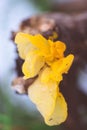 Golden jelly fungi attached to a dead branch