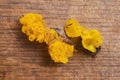 Golden jelly fungus