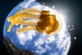 Golden Jellyfish and Bright Sunlight in Tropical Pacific