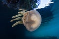 Jellyfish Swimming Near Lagoon Surface in Palau