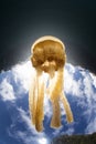 Golden Jellyfish and Sunlight in Tropical Pacific Royalty Free Stock Photo