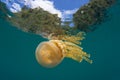 Golden Jellyfish at Surface in Raja Ampat Royalty Free Stock Photo