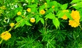 Golden Kerria japonica