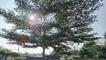 golden ketapang tree in the garden with the sun in the background Royalty Free Stock Photo