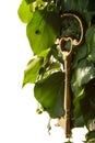 Golden key on New Year tree Royalty Free Stock Photo