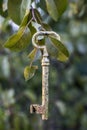 Golden Key on pear tree Royalty Free Stock Photo