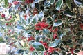 Golden King Holly bush with Red berries taken in Autumn Royalty Free Stock Photo