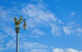 Golden Kinnaree on light pole sky cloud. Lamp sculpture half-bird half-woman