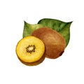 Golden kiwi fruit - Actinidia chinensis. Yellow fruits and leaves. Watercolor illustration isolated on white