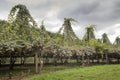 Golden Kiwi Plantage in New Zealand