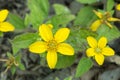 Golden-knee Chrysogonum virginianum, golden-yellow flower Royalty Free Stock Photo