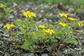 Golden-knee Chrysogonum virginianum, golden-yellow flowering plant Royalty Free Stock Photo