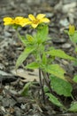 Golden-knee Chrysogonum virginianum, with golden-yellow flowers Royalty Free Stock Photo