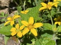 Golden-knee / Chrysogonum virginianum / Green and gold, Goldenstar, GoldkÃÂ¶rbchen, Virginia-Goldkoerbchen, Genou dorÃÂ© or Gold cup Royalty Free Stock Photo