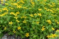 Golden-knee Chrysogonum virginianum, yellow flowers Royalty Free Stock Photo