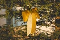 Golden knot hanging on a Christmas tree Royalty Free Stock Photo