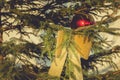 Golden knot hanging on a Christmas tree Royalty Free Stock Photo