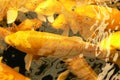 Golden Koi fish Royalty Free Stock Photo